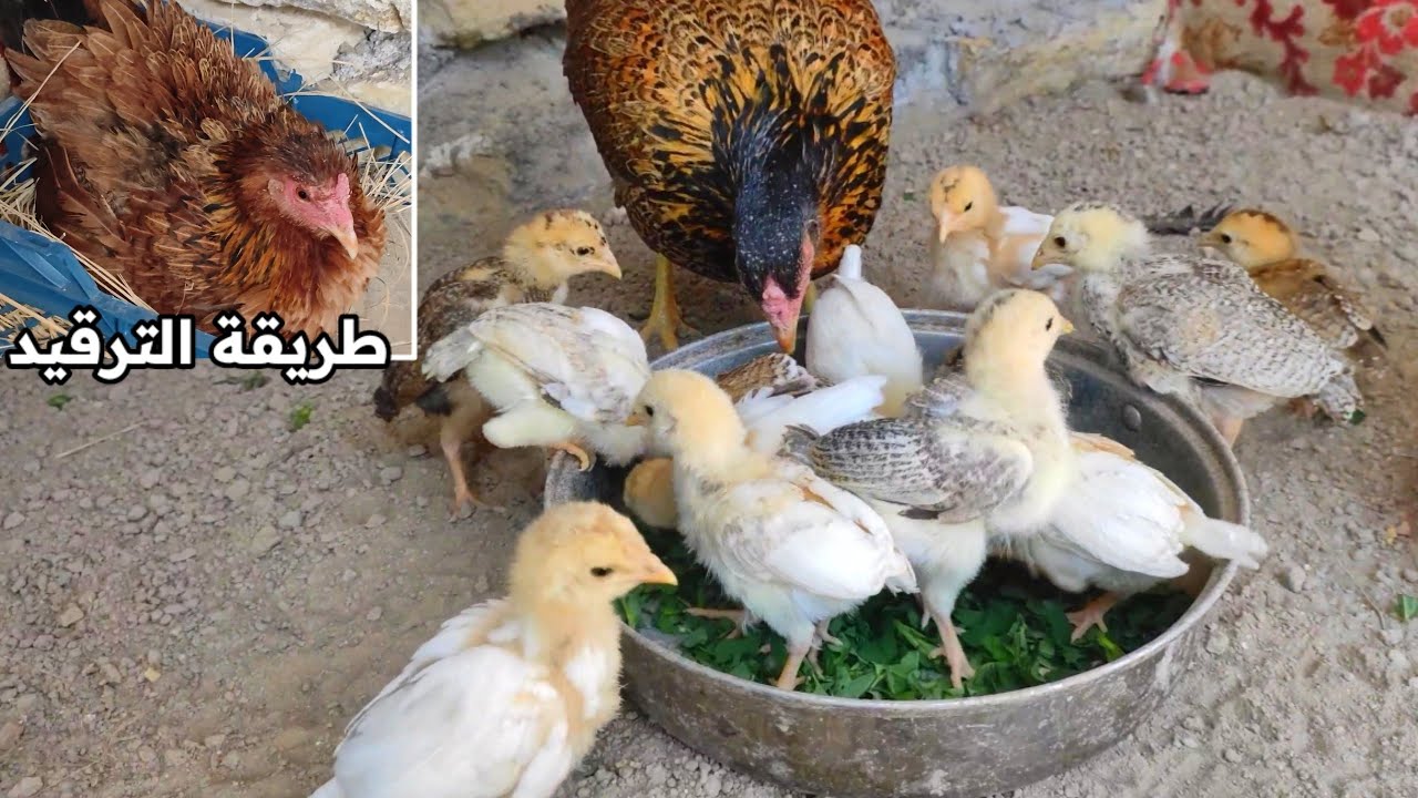 يوميات الدجاج 🐔 طريقة ترقيد (تكريك) الدجاجة + فحصت البيض