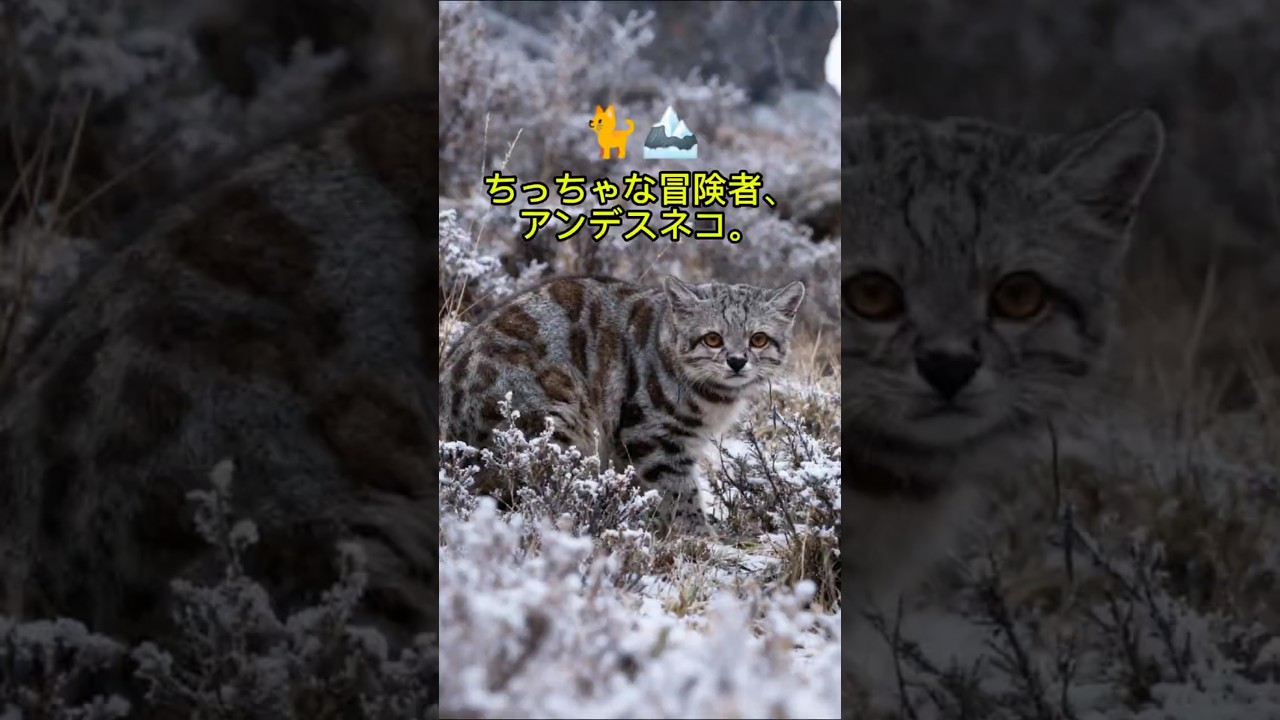 「幻のアンデスネコ」標高4000mを支配する謎の王者 🐆 Ghost of the Andes 
