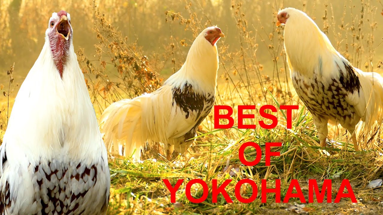 BEST OF YOKOHAMA - Krährufe von Yokohama-Hähnen im Vergleich zum Testhören - best roosters crowing