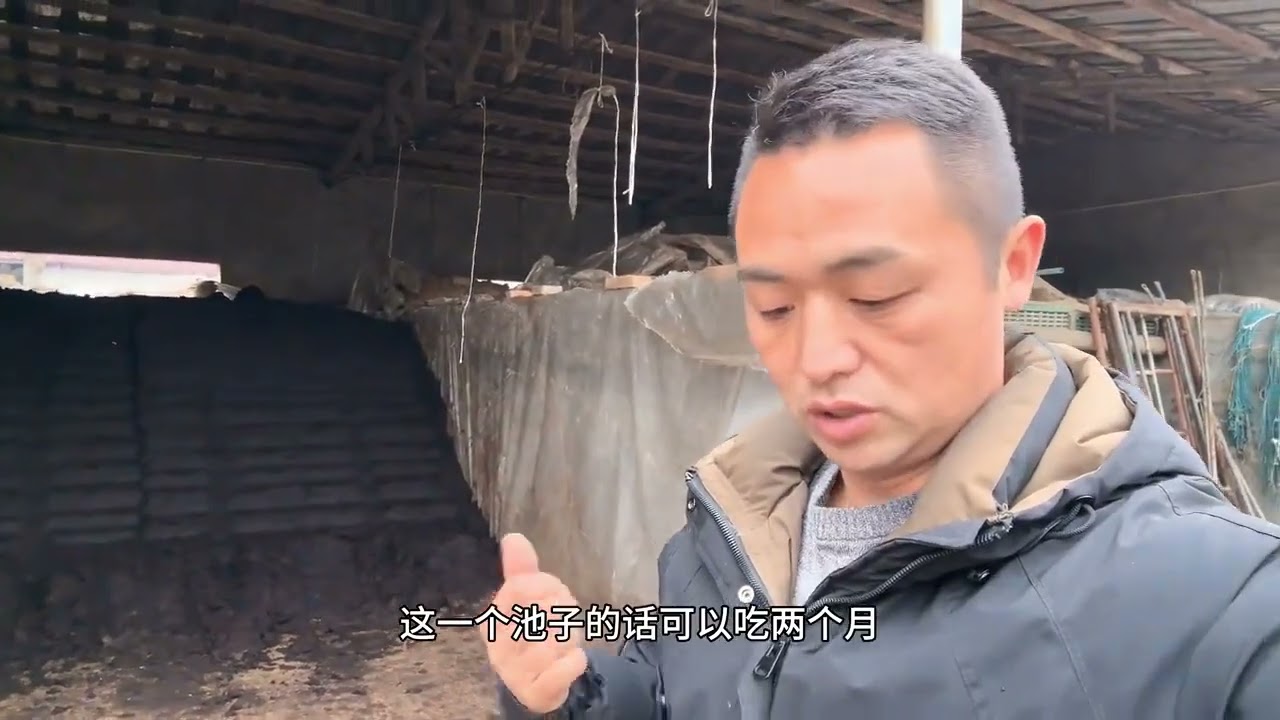 锋哥牛场年关储料！36吨酱糟到位，稳供50天无忧 #农村养牛 #自繁自养 #养牛人 #三农 #农村创业养殖