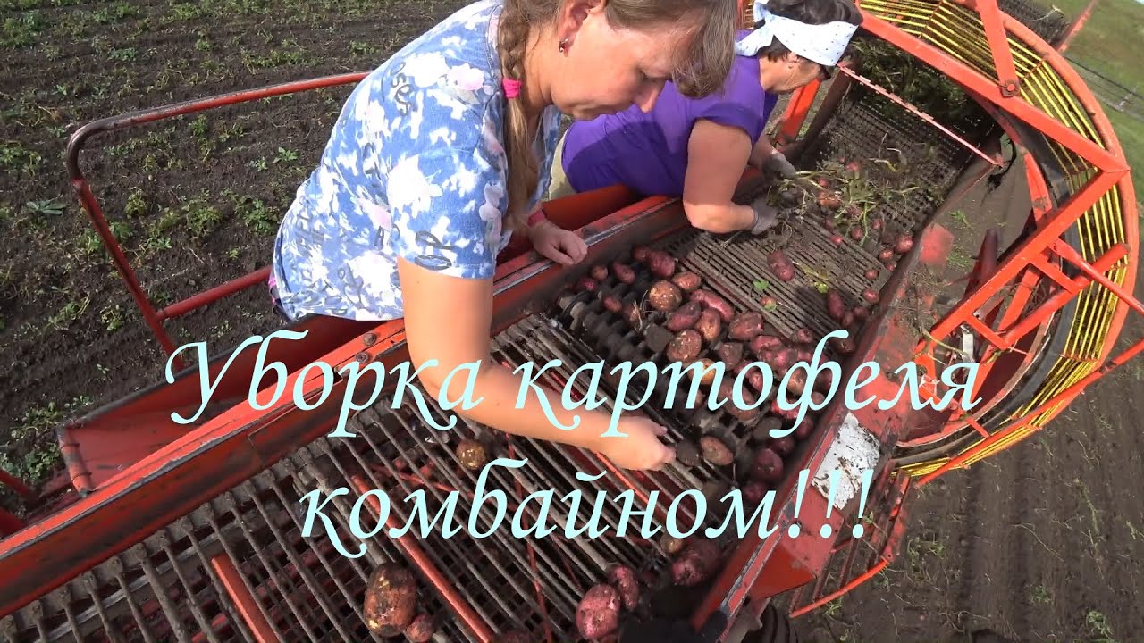 Копаем картофель 