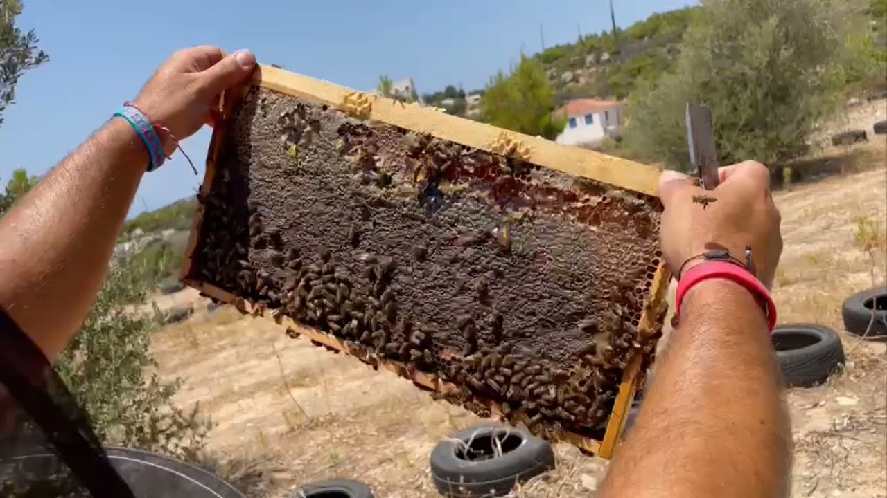 Λίγο πρίν τον τρύγο των Μελισσιών στα Θυμάρια. Ιούνιος 2021