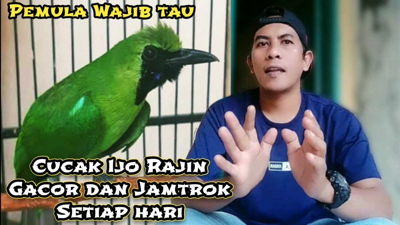 Cara merawat Cucak ijo supaya rajin Gacor jambul dan Ngentrok