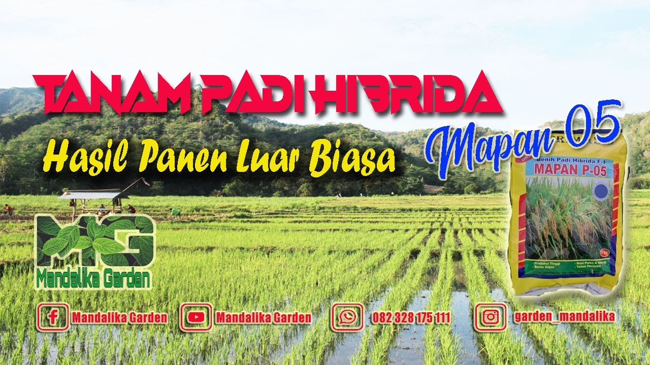 Cara Tanam Padi Mapan 05 || Cara Tanam Padi Hibrida Mapan 05