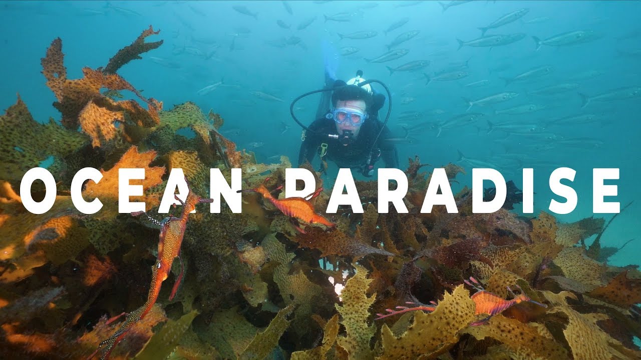 Sea Dragon Sanctuary - An Ocean Paradise
