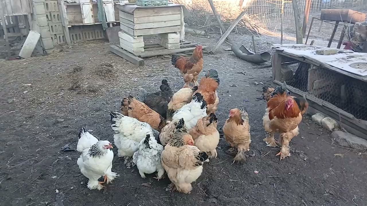 Găini brahma