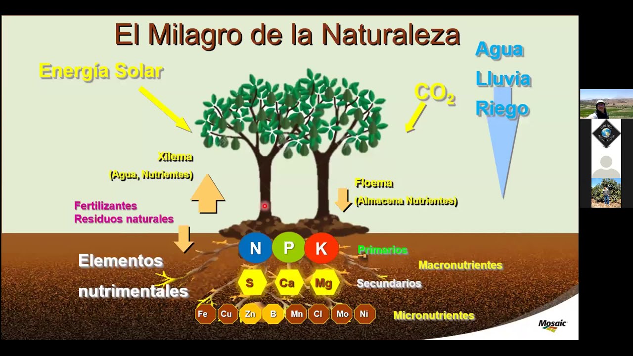 Nutrición y Fertilización del Cultivo de Palto