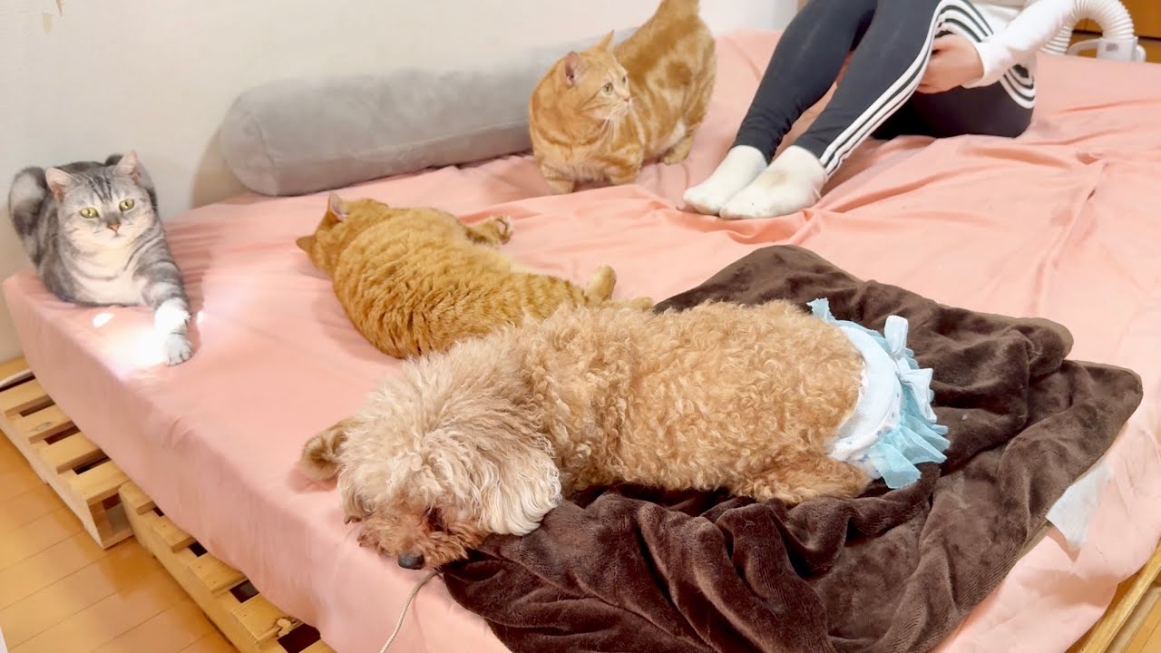 運動してるママの周りに集まる猫たち。