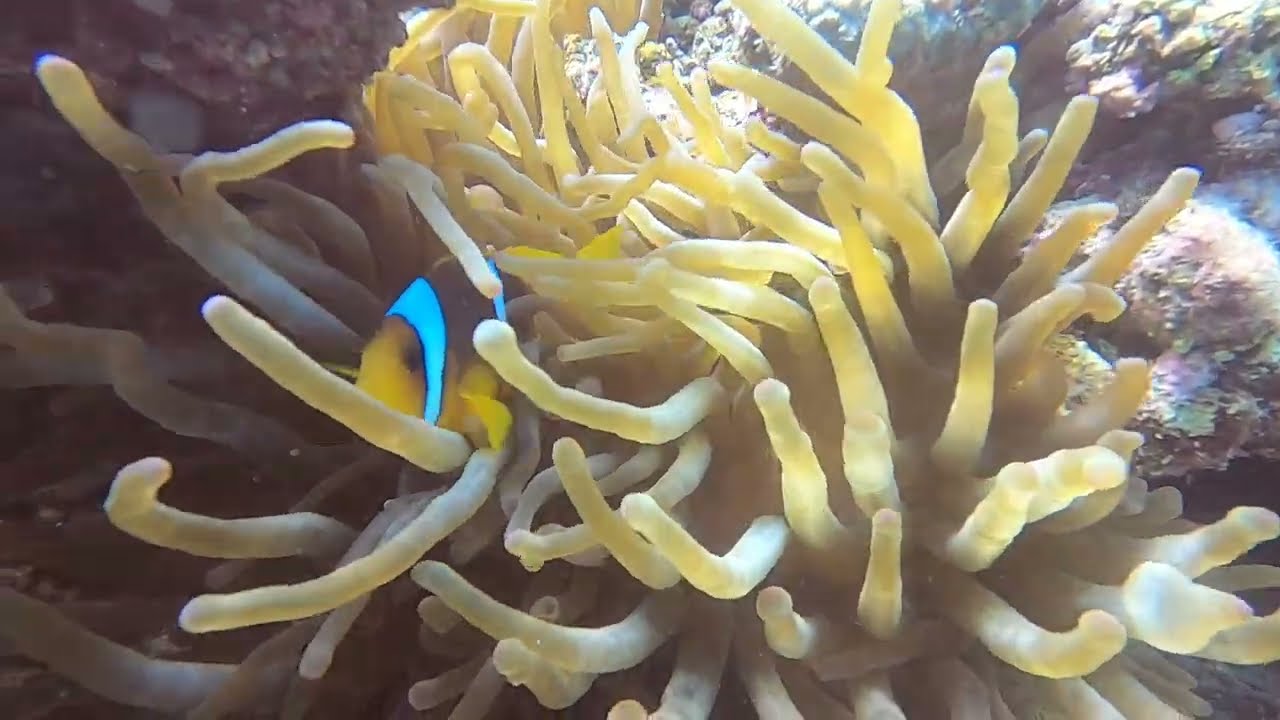 Scubaworld Diving, Makadi Bay, Red Sea, Egypt