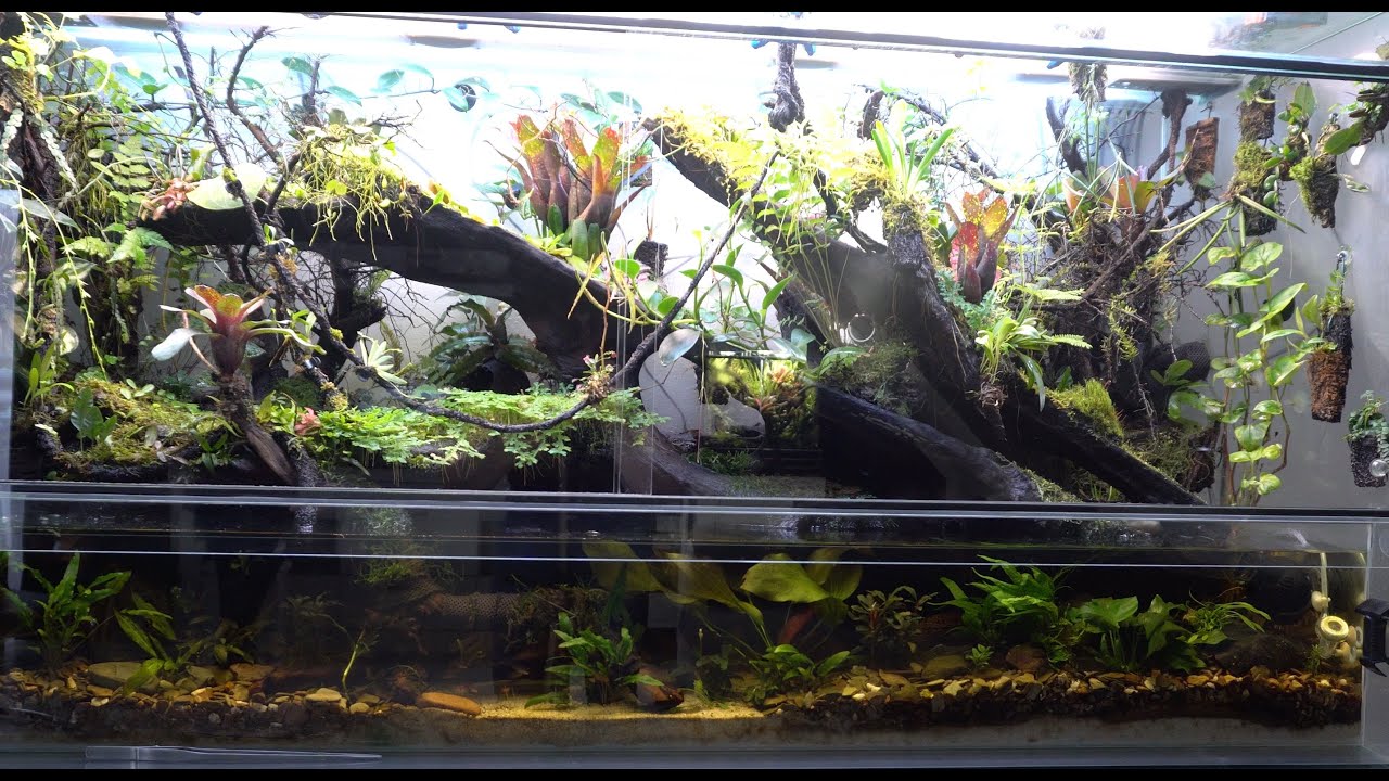 Tips und Tricks zur einfachen Gestaltung von Tropen und Regenwald Terrarien