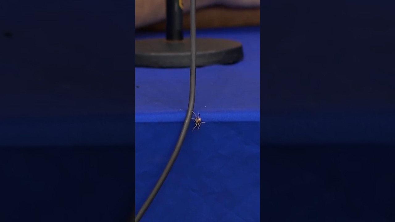 This spider had Josh Allen shook! 🕷️ #shorts