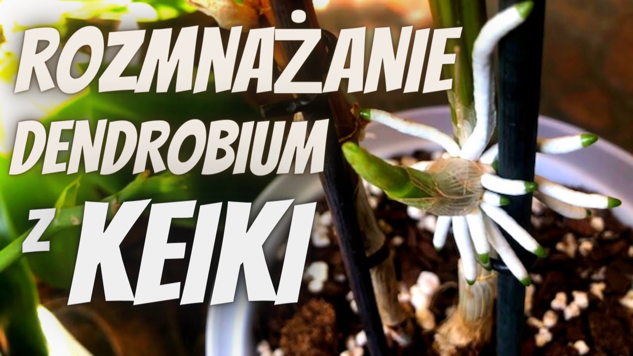 Rozmnażanie Dendrobium z keiki: 3 przykłady // jak oddzielić keiki storczyka