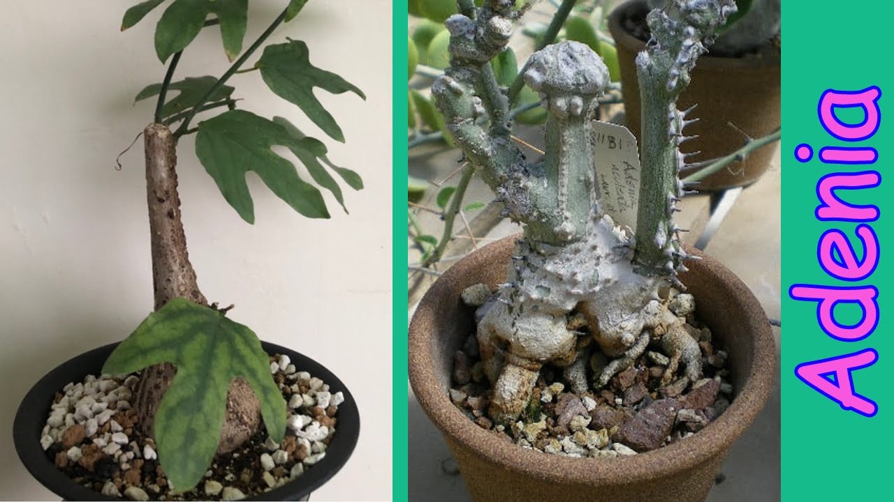 4 Lindas Especies de Adenia Con sus nombres !