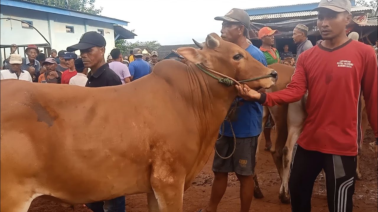 Review Sapi KURBAN Harga 15 jt - 25 jt Pasar Pahlawan Sumenep Madura # 081997967670