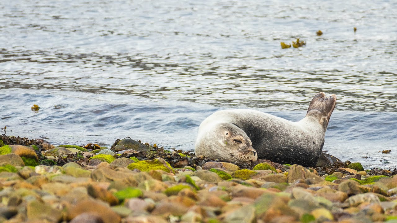 silent seal watching in Kyle Rhea
