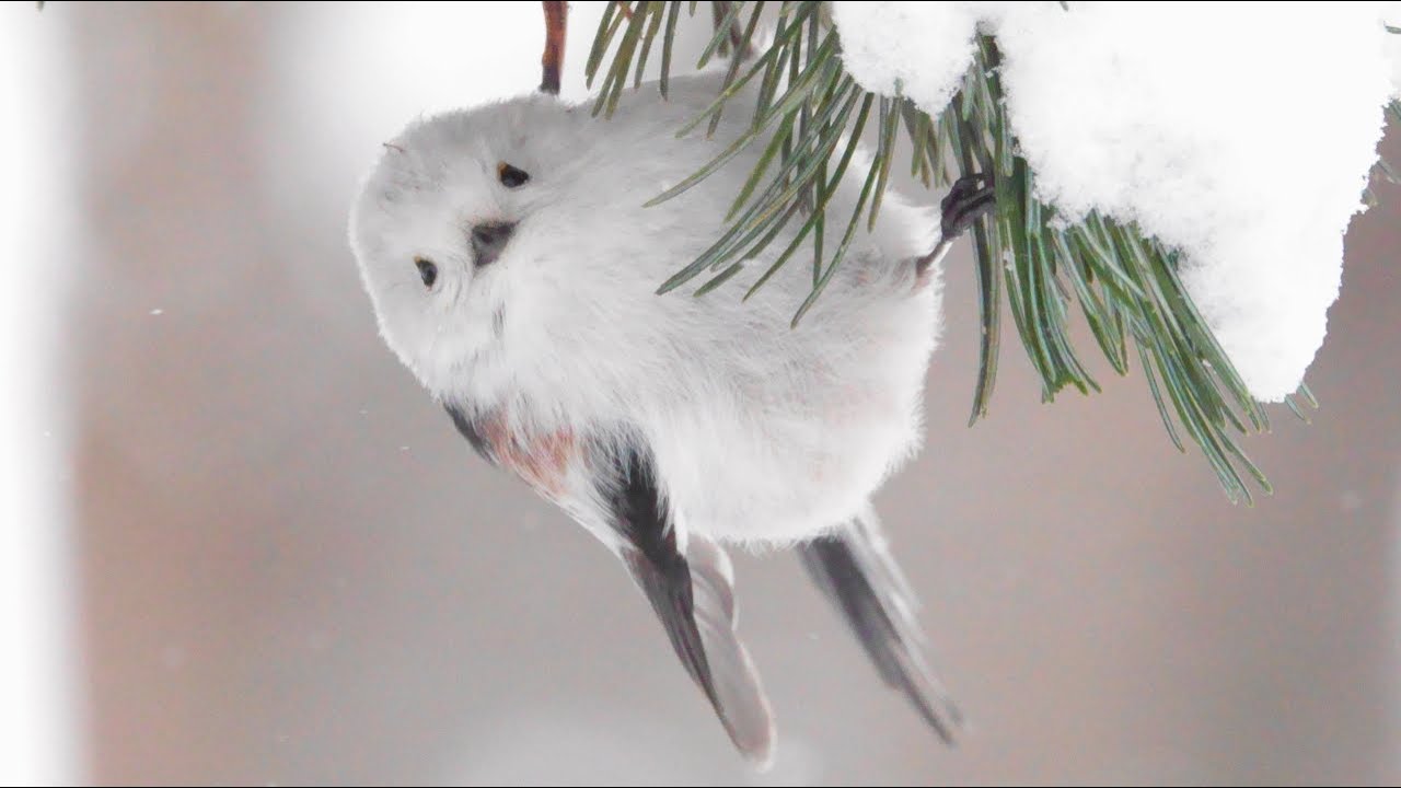 シマエナガの4K撮影[UltraHD][4K]Long-tailed Tit in Sapporo.