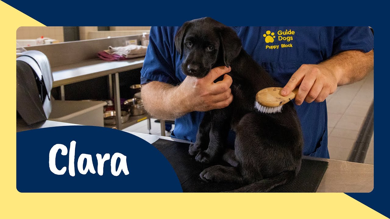Meet Guide Dog Puppy Trainee Clara - Sponsor Her Journey to Become a Life Changing Guide Dog