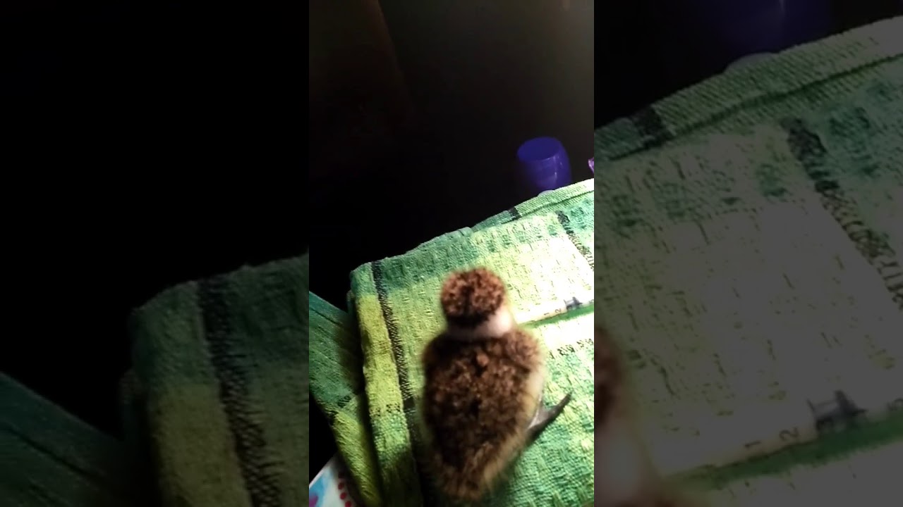 Como alimentar a un pajaro bebe