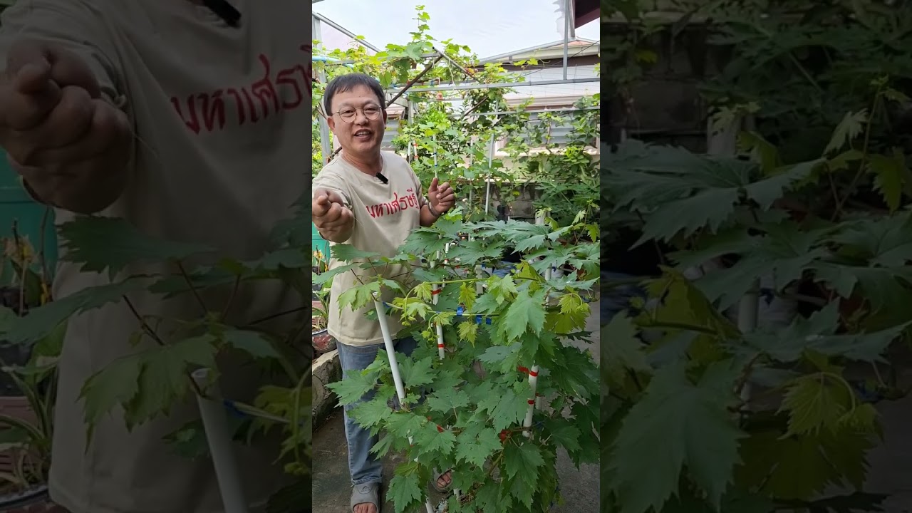 ขั้นตอนการทำองุ่นแบบคอนโด สไตล์หนุ่มบูรพาฟาร์ม