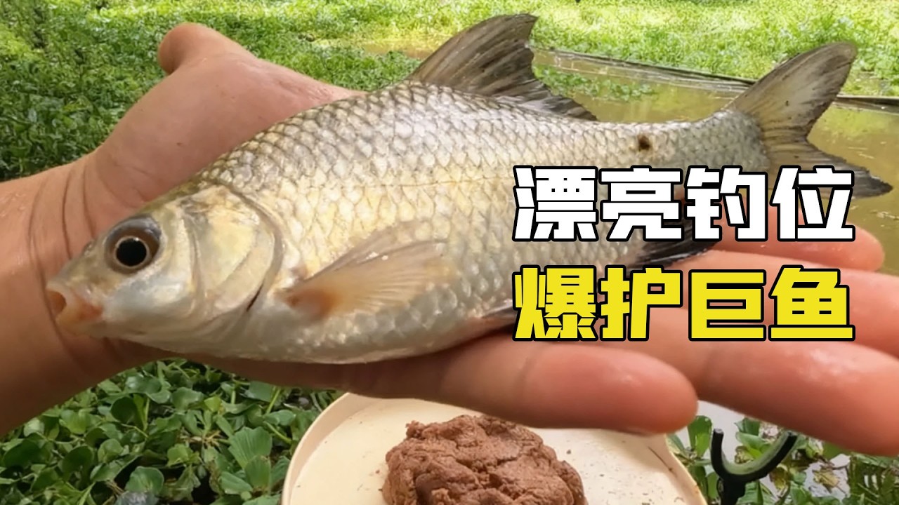 野釣漂亮釣位，黑辣丁氾濫成災，爆護大魚上鉤嚇壞小夥！
