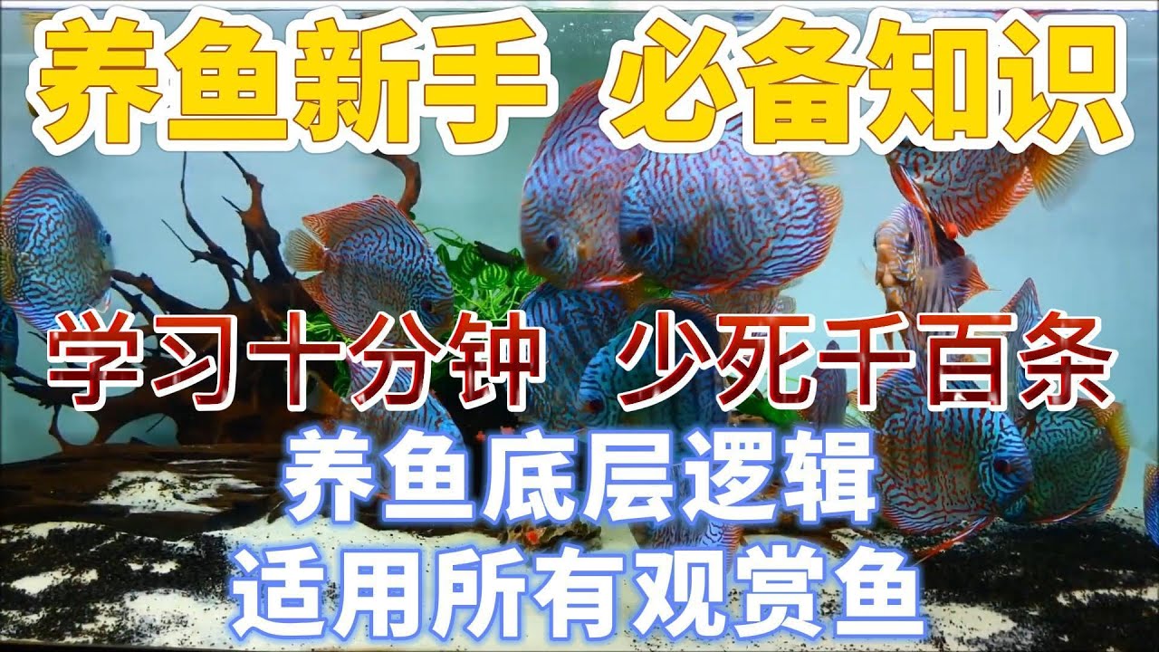 新手养鱼，必备知识，学习十分钟，少死千百条，养鱼底层逻辑，适用所有观赏鱼。