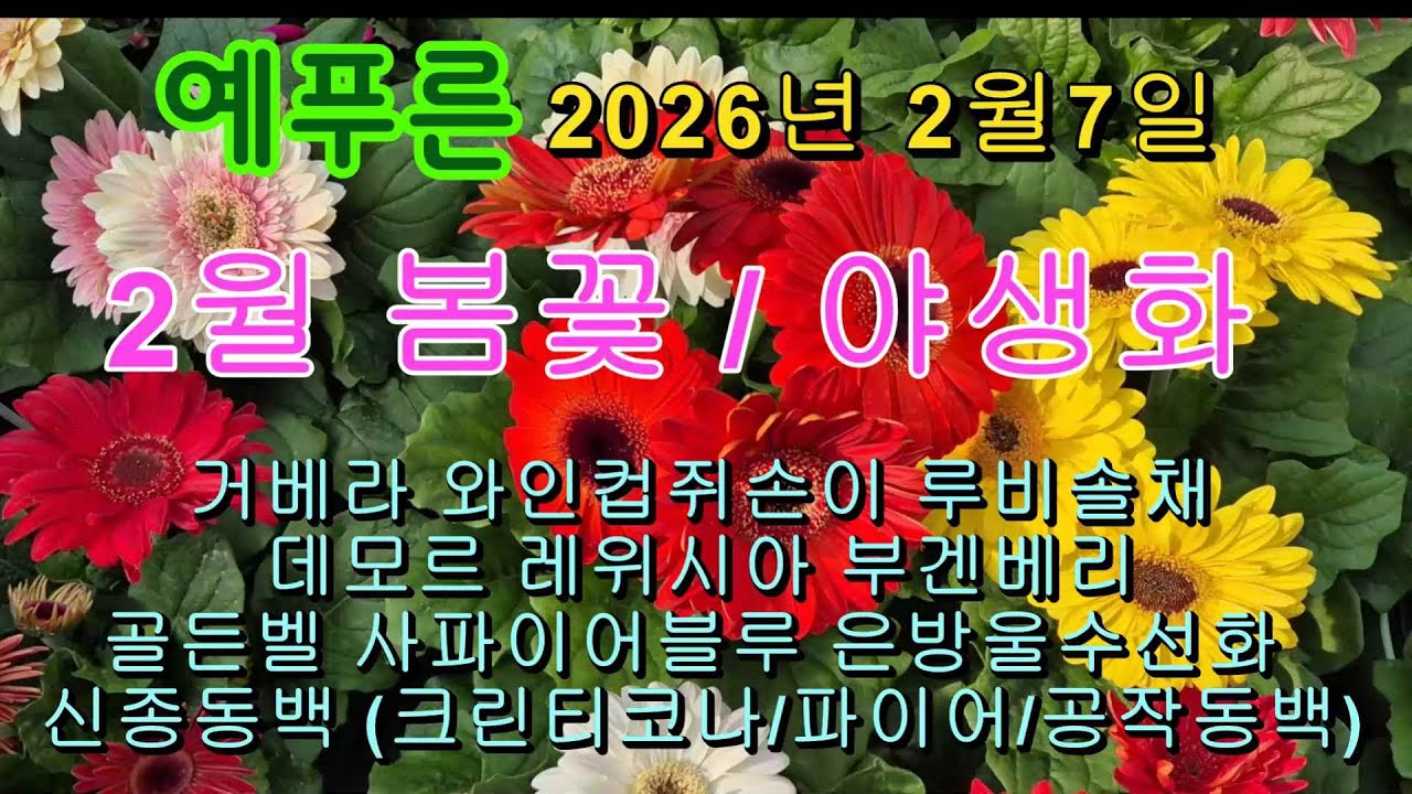 26년2 7) 2월 야생화 꽃