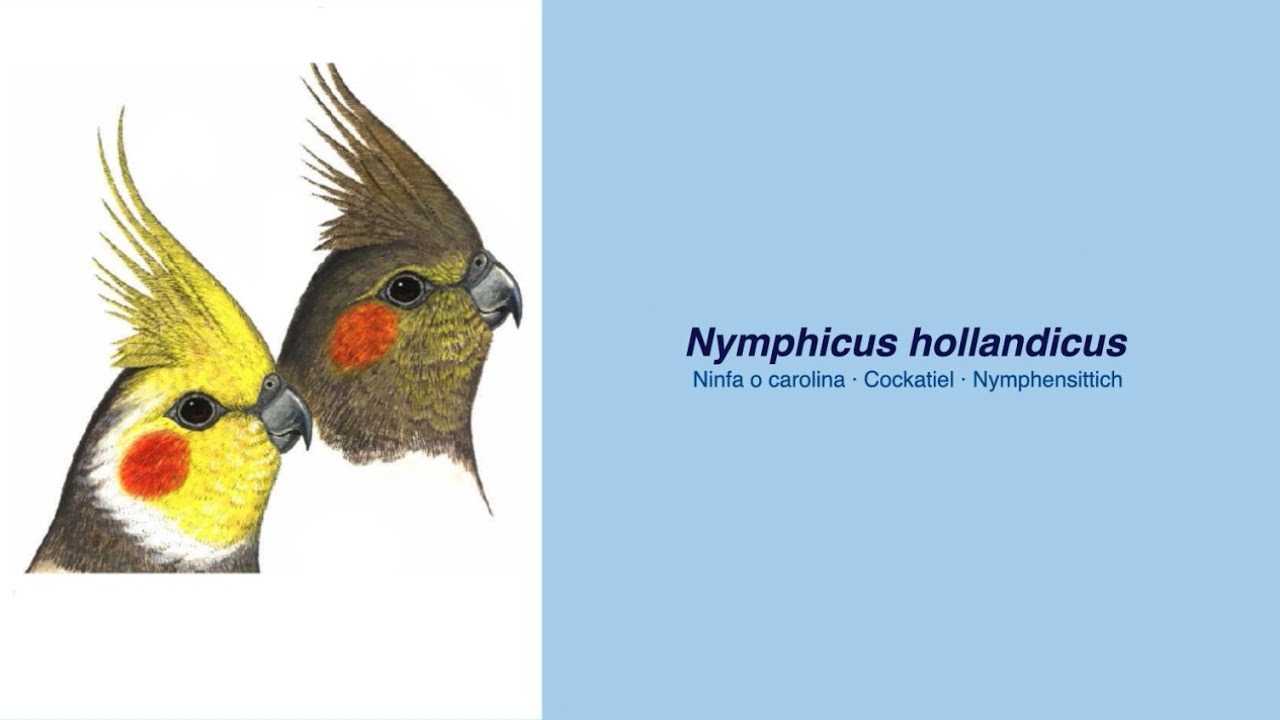 Video Encyclopedia of Parrot Species - #79  Nymphicus hollandicus