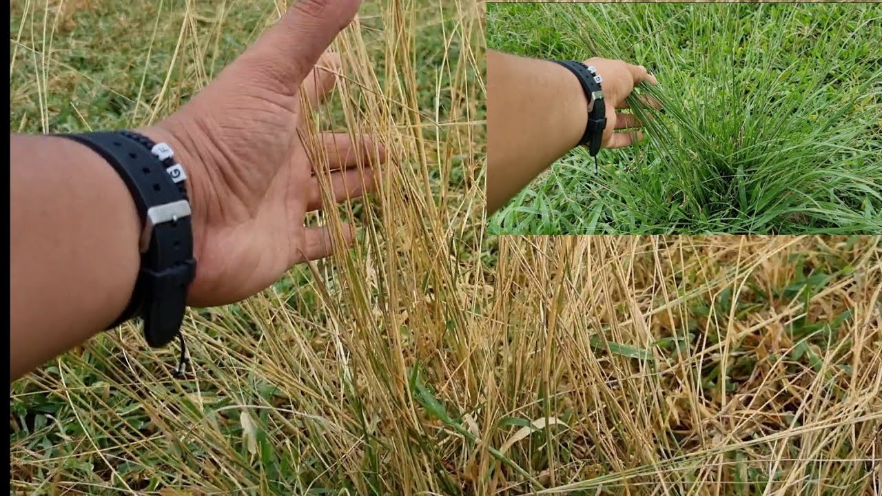 COMO ELIMINAR RABO DE BURRO/CAPIM CAPETA/ CAPIM MONTE ALEGRE/ CAPIM ANNONI/ COM HERBICIDA?