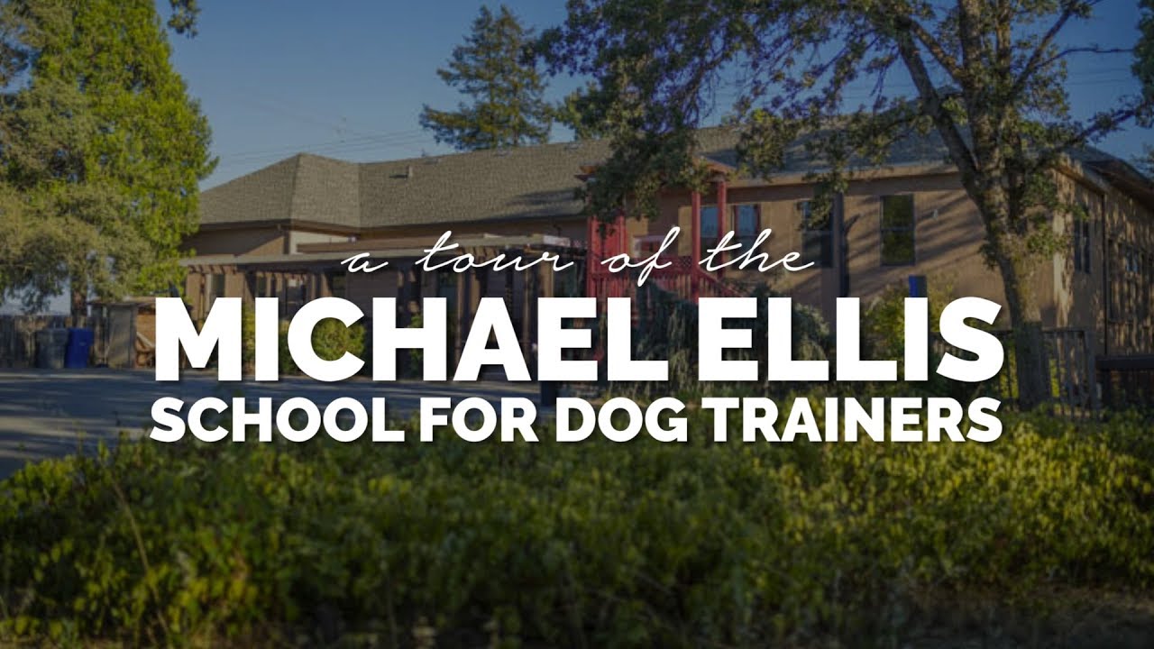 Tour of Michael Ellis's School for Dog Trainers