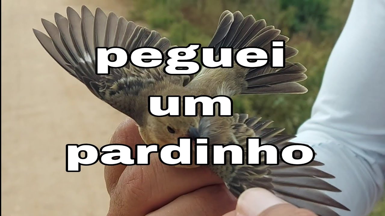 peguei golinha pardo para explicar diferença