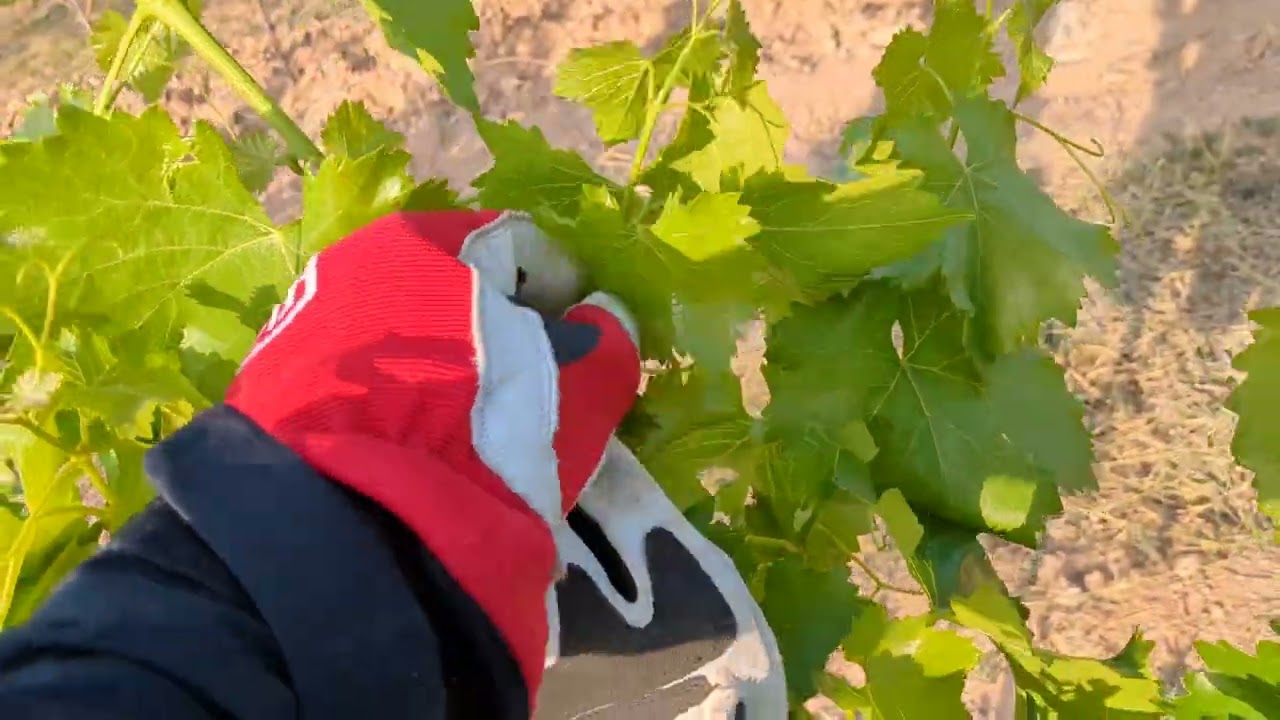 Floraci&oacute;n y cuajado vi&ntilde;a &iquest;de que depende?
