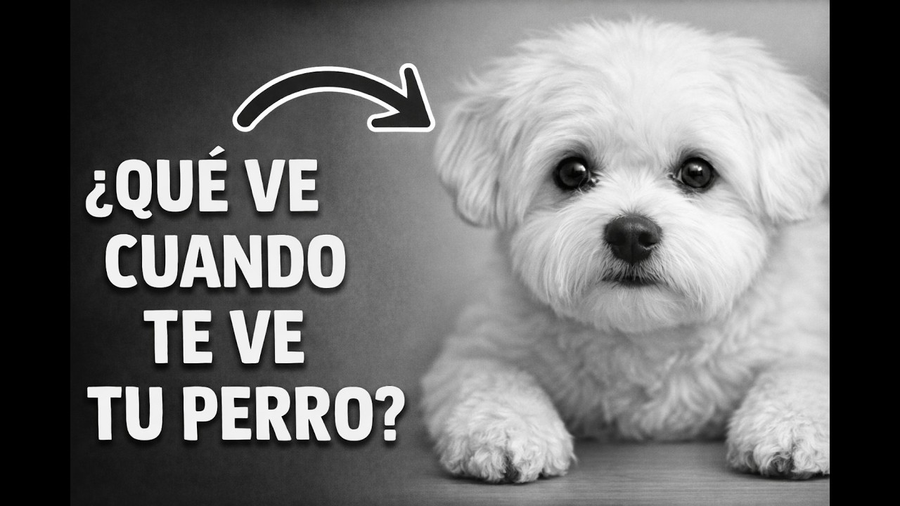 Tu perro ve cosas que tú no ves.Esto explica su comportamiento Psicologia canina