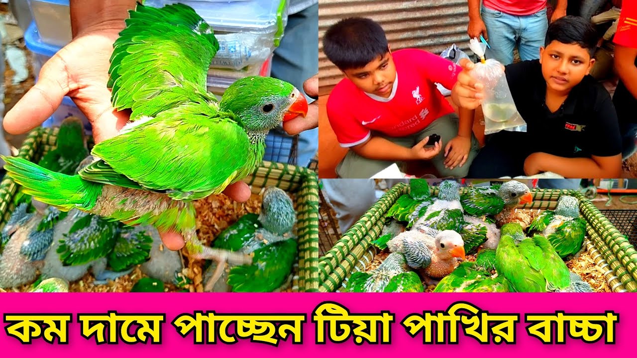 কম দামে পাচ্ছেন টিয়া পাখির বাচ্চা। Tiya pakhir baby.bird market in Bangladesh.bird price.tiya pakhi