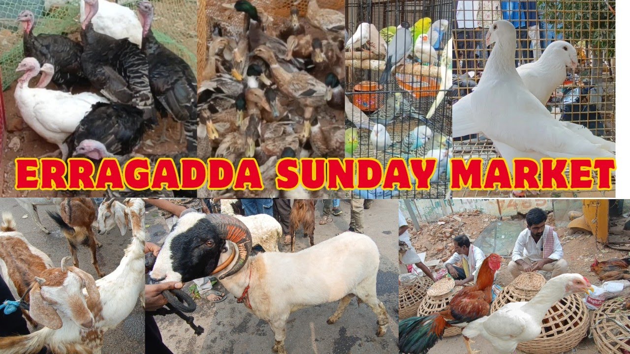 Erragadda Every Sunday Pet & Birds Market at, Hyderabad TS. India (22-2-2026) 