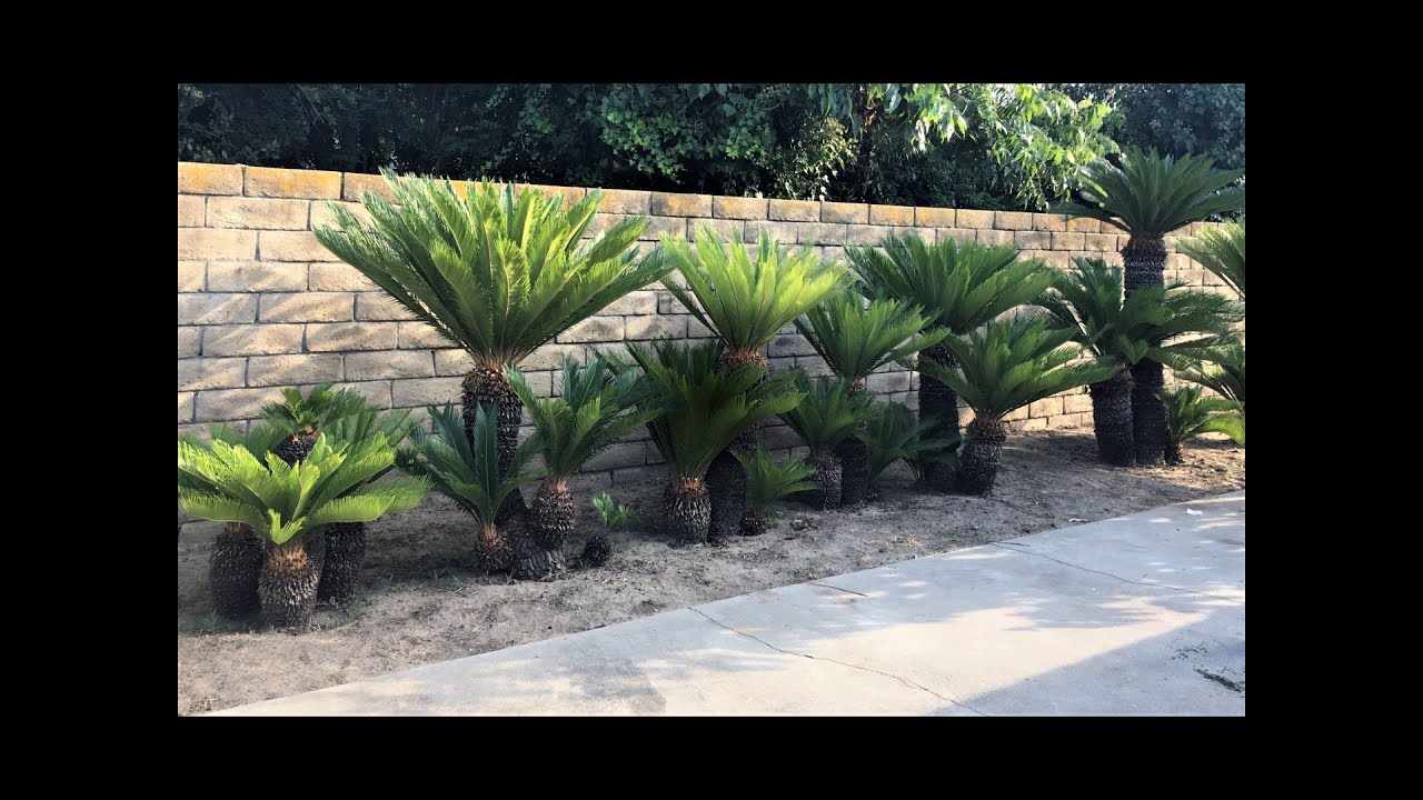 Kadowaki King Sago Palms