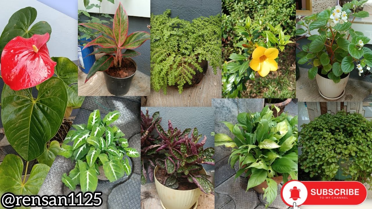 “My little home garden 🌼#HomeGarden #GardenLife #GreenVibes #NatureAtHome #PlantLovers #GardenLove 