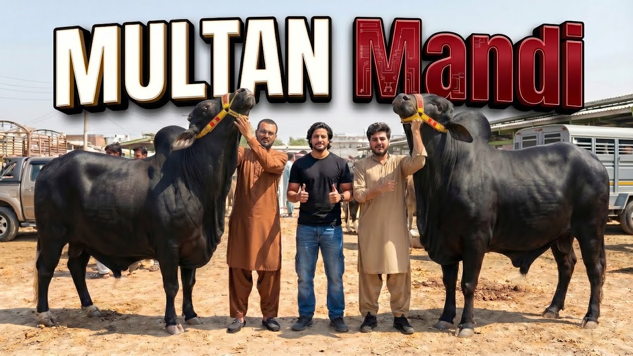 Qurbani K Janwar Lay Liay Multan Mandi Ak Bar A kr Janwar Dakho Mazhar Biba Official 