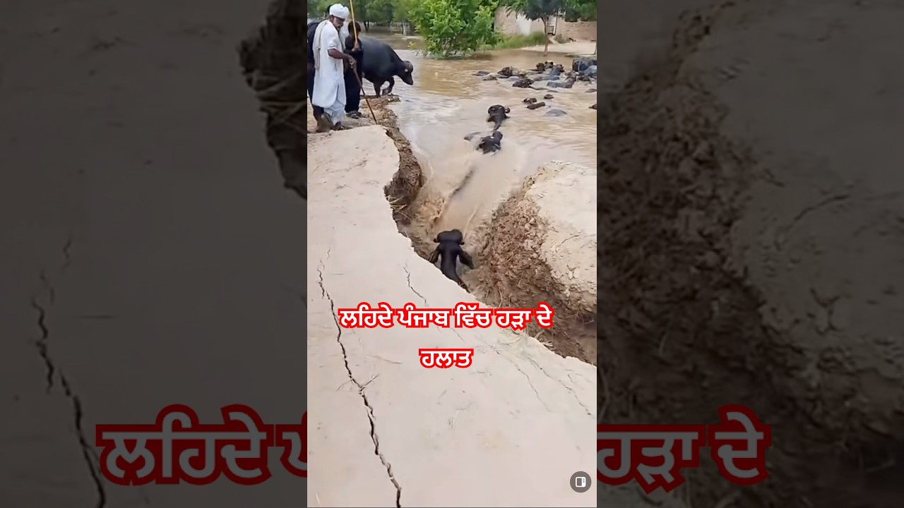 ਲਹਿੰਦੇ ਪੰਜਾਬ ਵਿੱਚ ਹੜਾ ਦੇ ਹਾਲਾਤ  /punjab floods