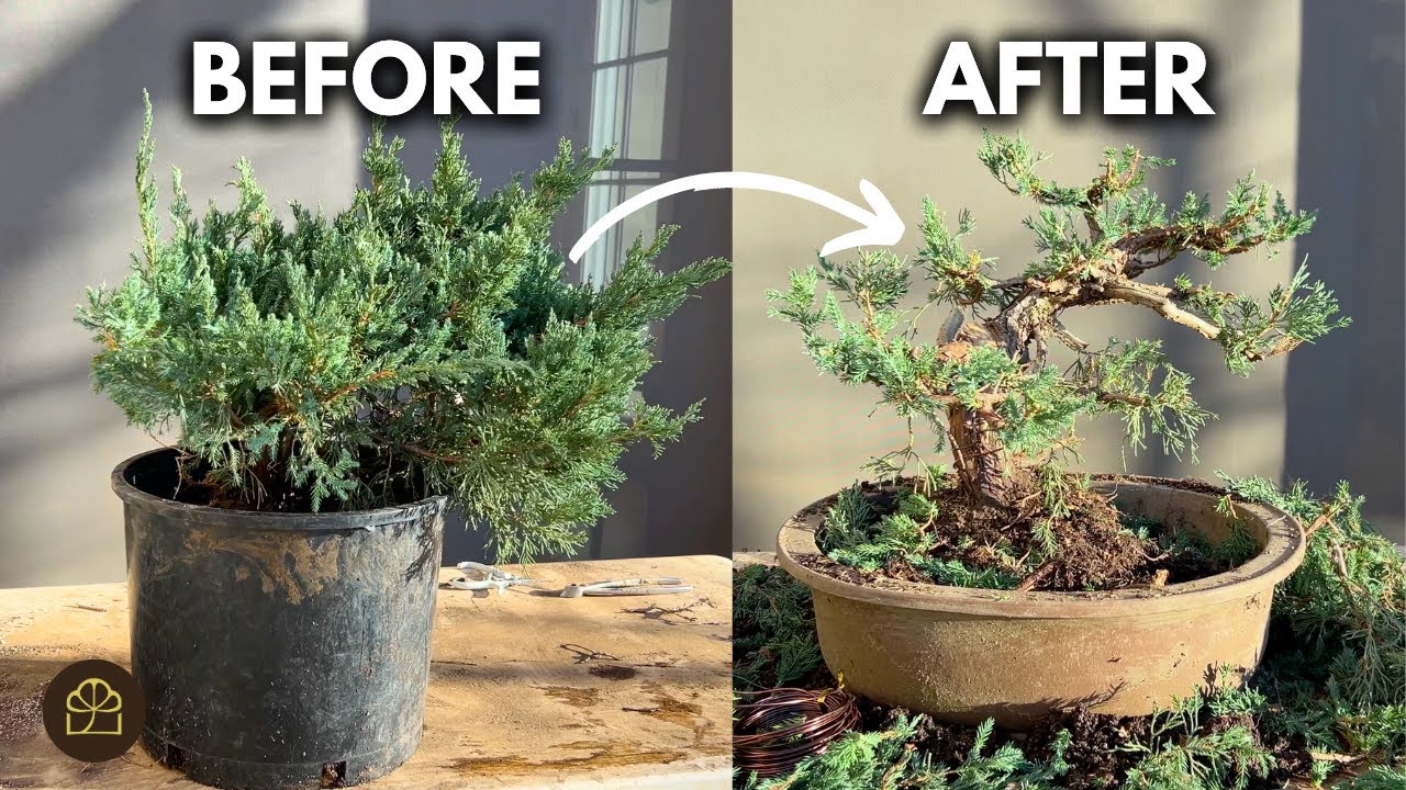 5 Easy Steps to Growing & Styling a Garden Juniper Bonsai