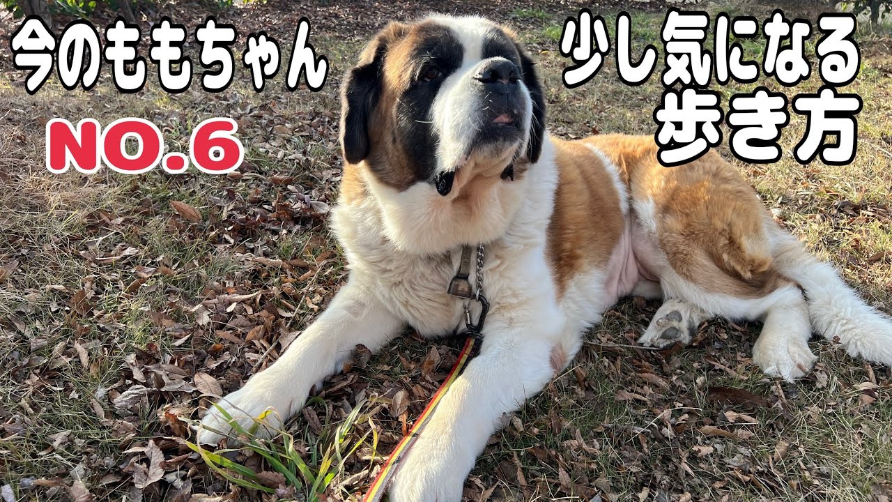 【気になる歩き方】退院後のももちゃんの少し気になる歩き方と今の様子。整形外科の病院へ行こうか、もう少し様子を見るべきか迷いながら、見守っています。