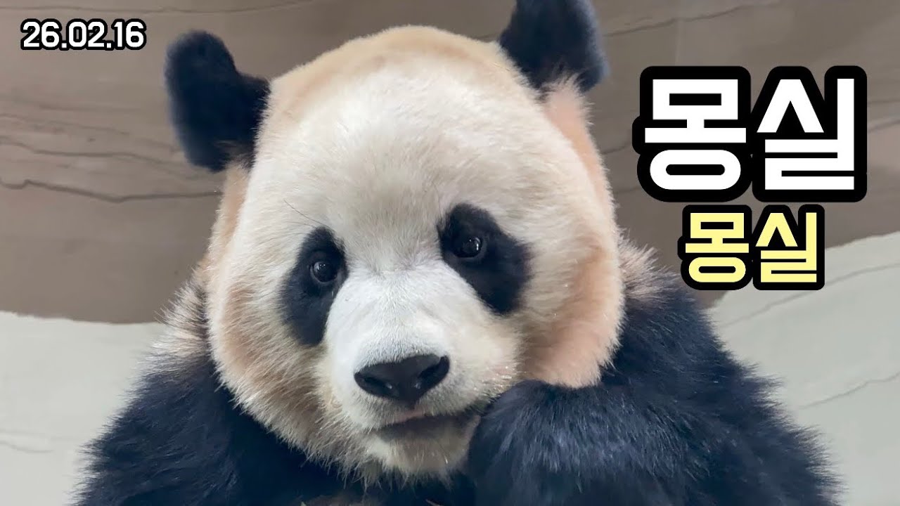 26.02.16 안아서 뽑뽀 백만 번 해주고 싶은 솜뭉치같은 루이 🫧💜