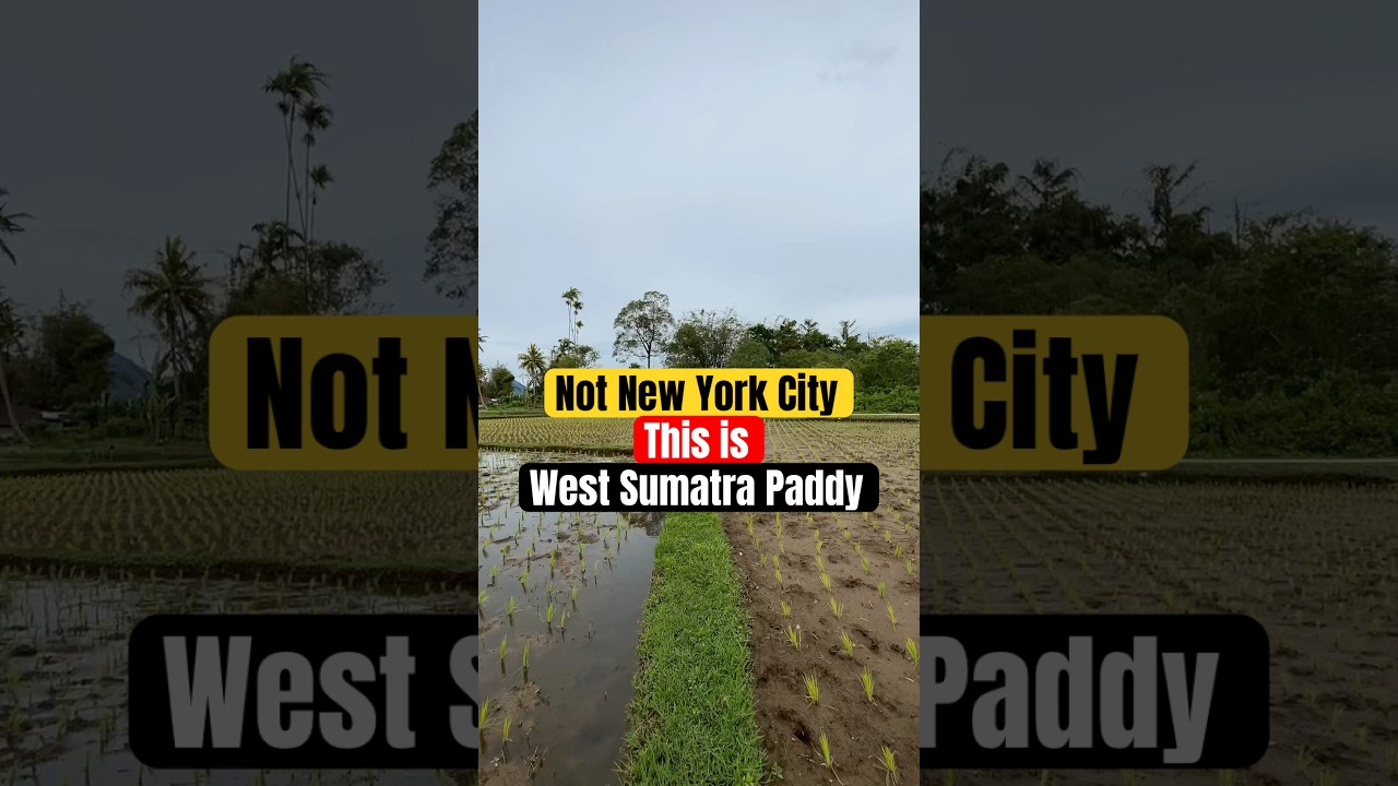 Not New York, This is West Sumatra Paddy 🌱 #NotNewYork #WestSumatra #RiceFields