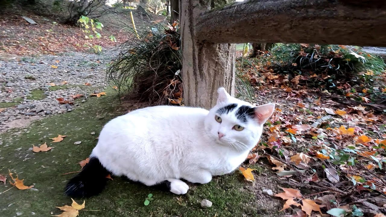 動物虐待絶対反対！