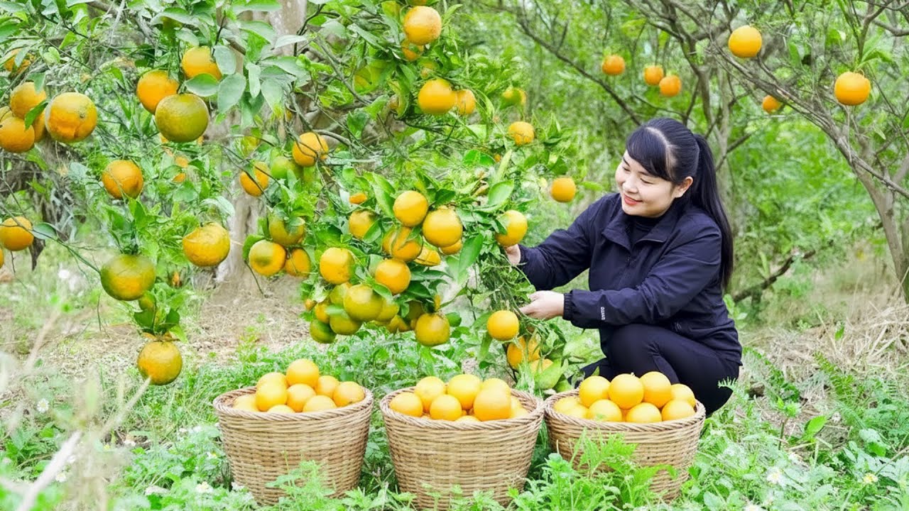 Harvest Orange, Goes To Market Sell - Harvesting and Cooking | Daily Life