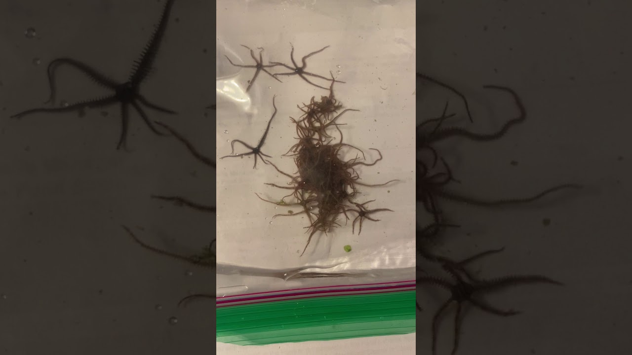 Micro Brittle Stars