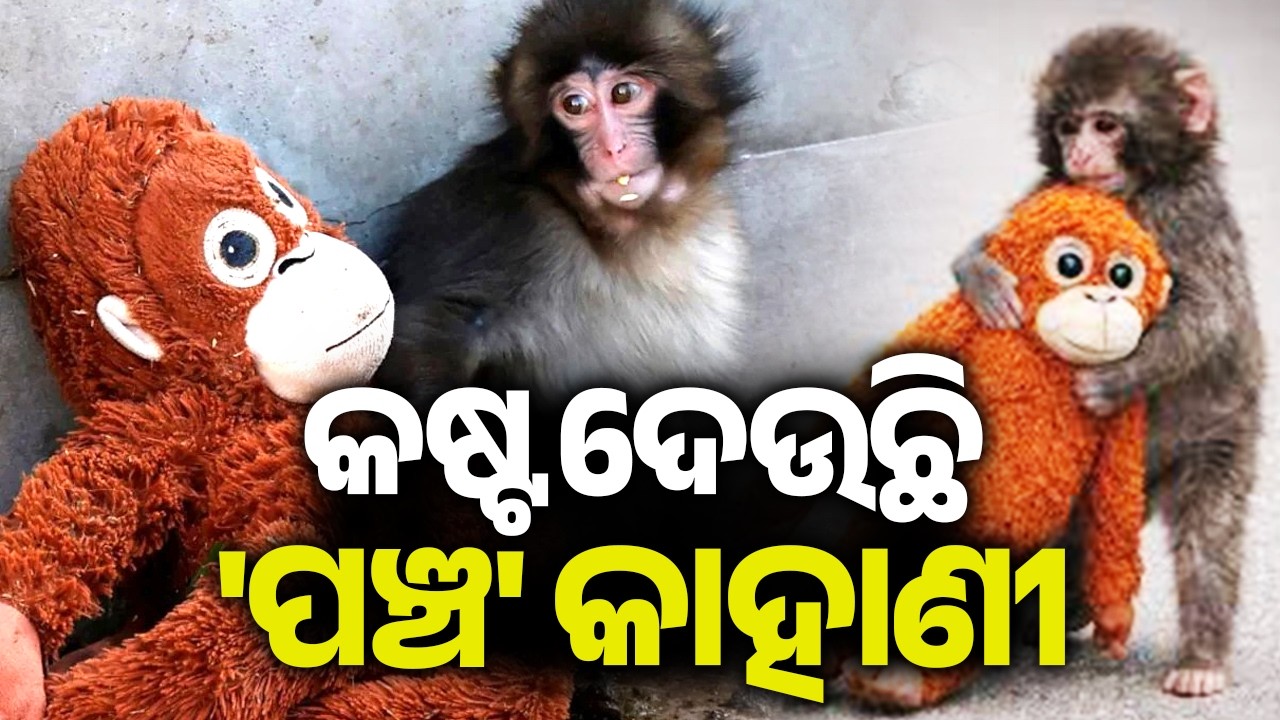 Orphaned Baby Monkey in Japan Finds Comfort in Soft Toy After Maternal Rejection | Kalinga TV