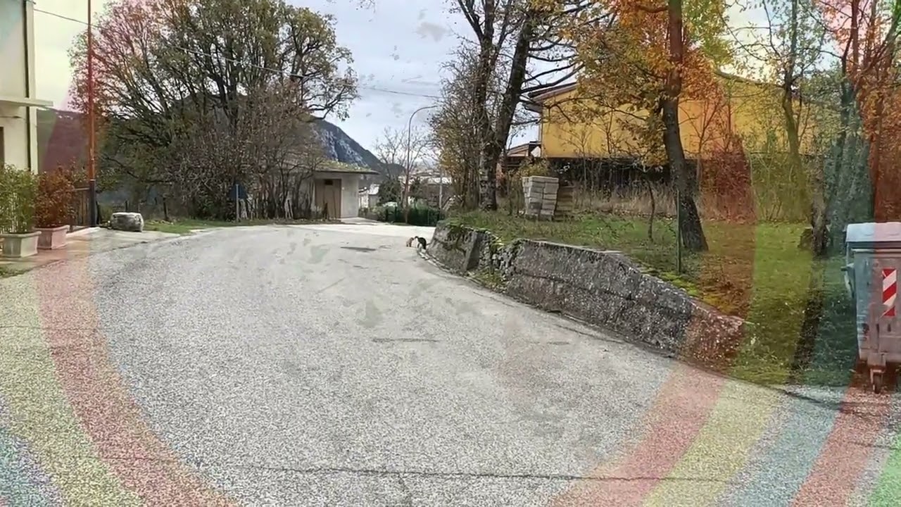 Gatti  litigiosi.