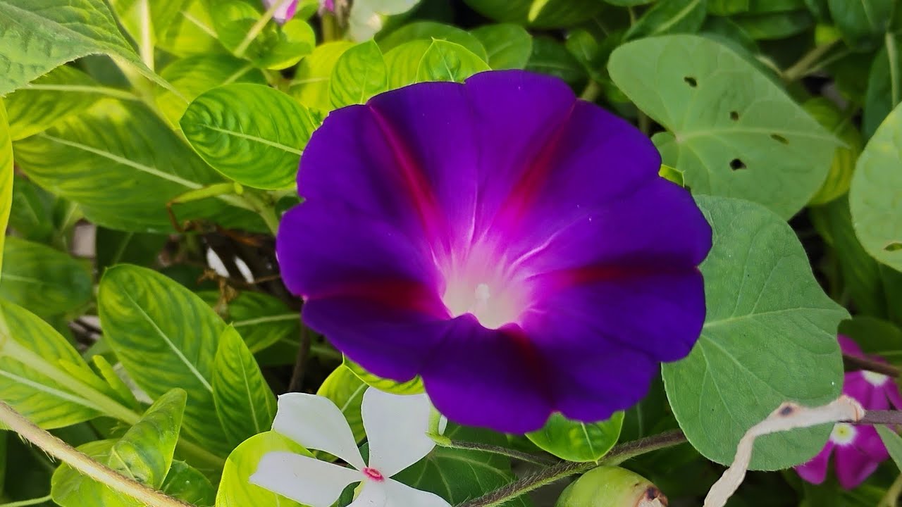 Mai Aur Mere Plants  is live welcome hai sabhi friends ka join me