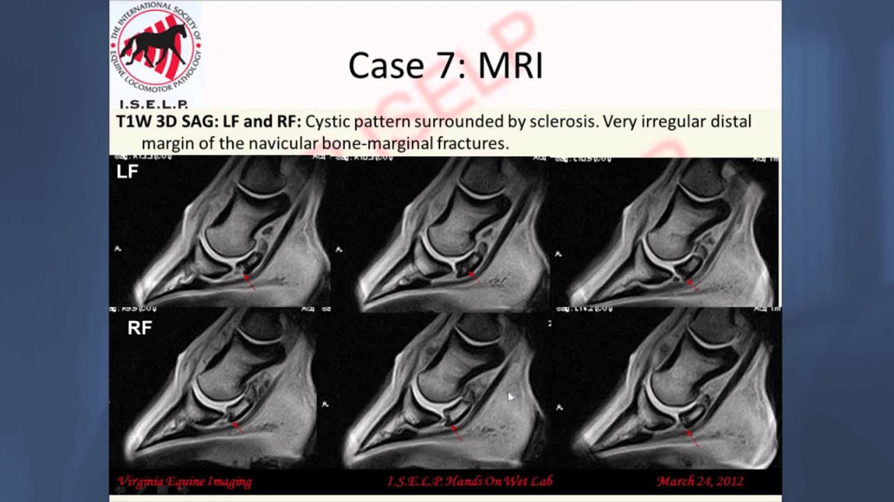Mystery Lameness, Part 3: Dr. Kent Allen