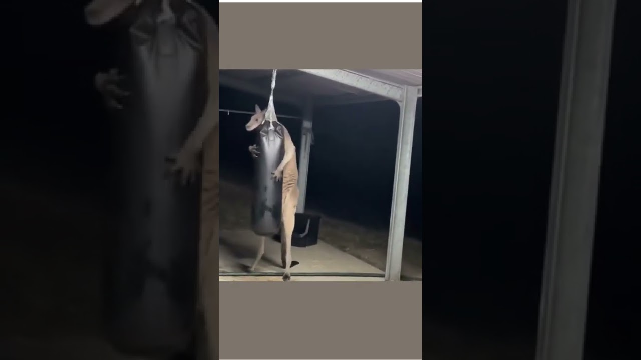 Kanku the show off #kangaroo #australia #wildlife #country #wild2free_aus #boxing